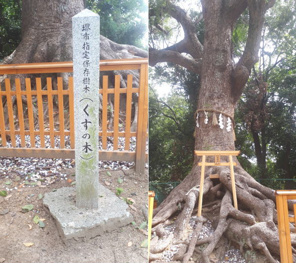 大鳥大社 くすのき